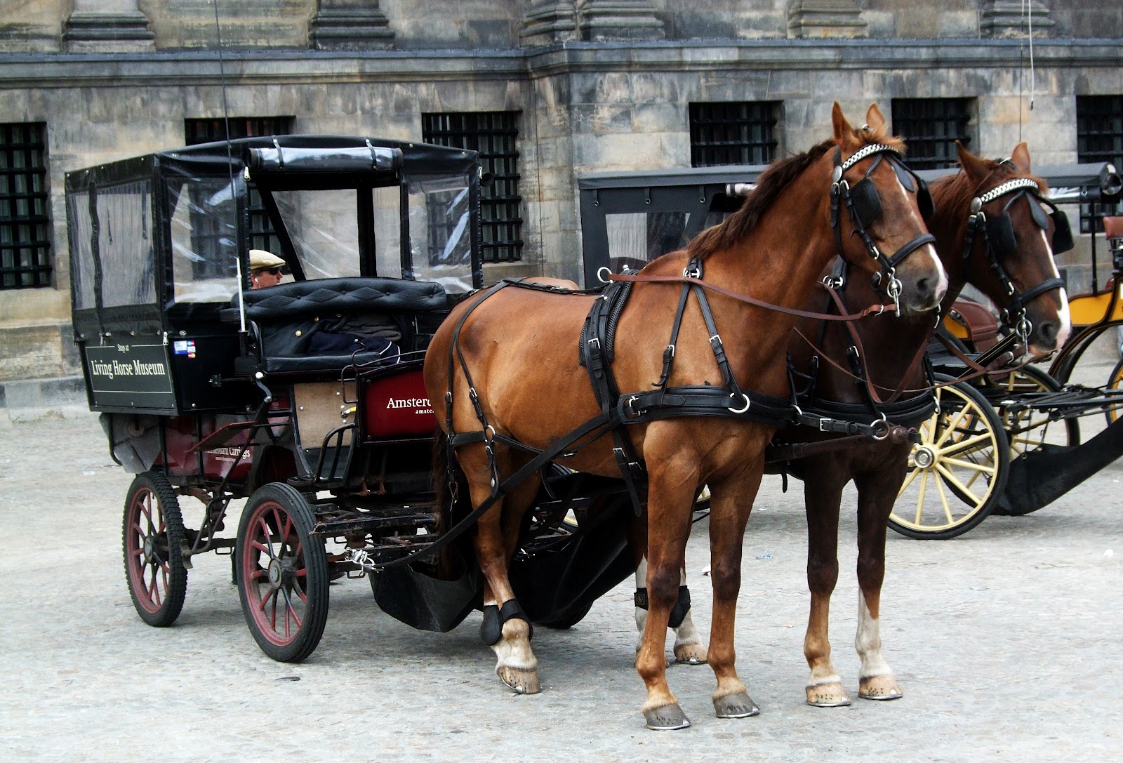 A photo of a horse drawn carriage in Amsterdam with two horses and a tourist in the carriage