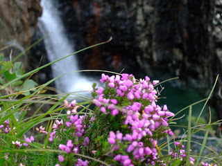 A photo of some heather with a waterfall from the Fairy Pools on the Isle of Skye in the background