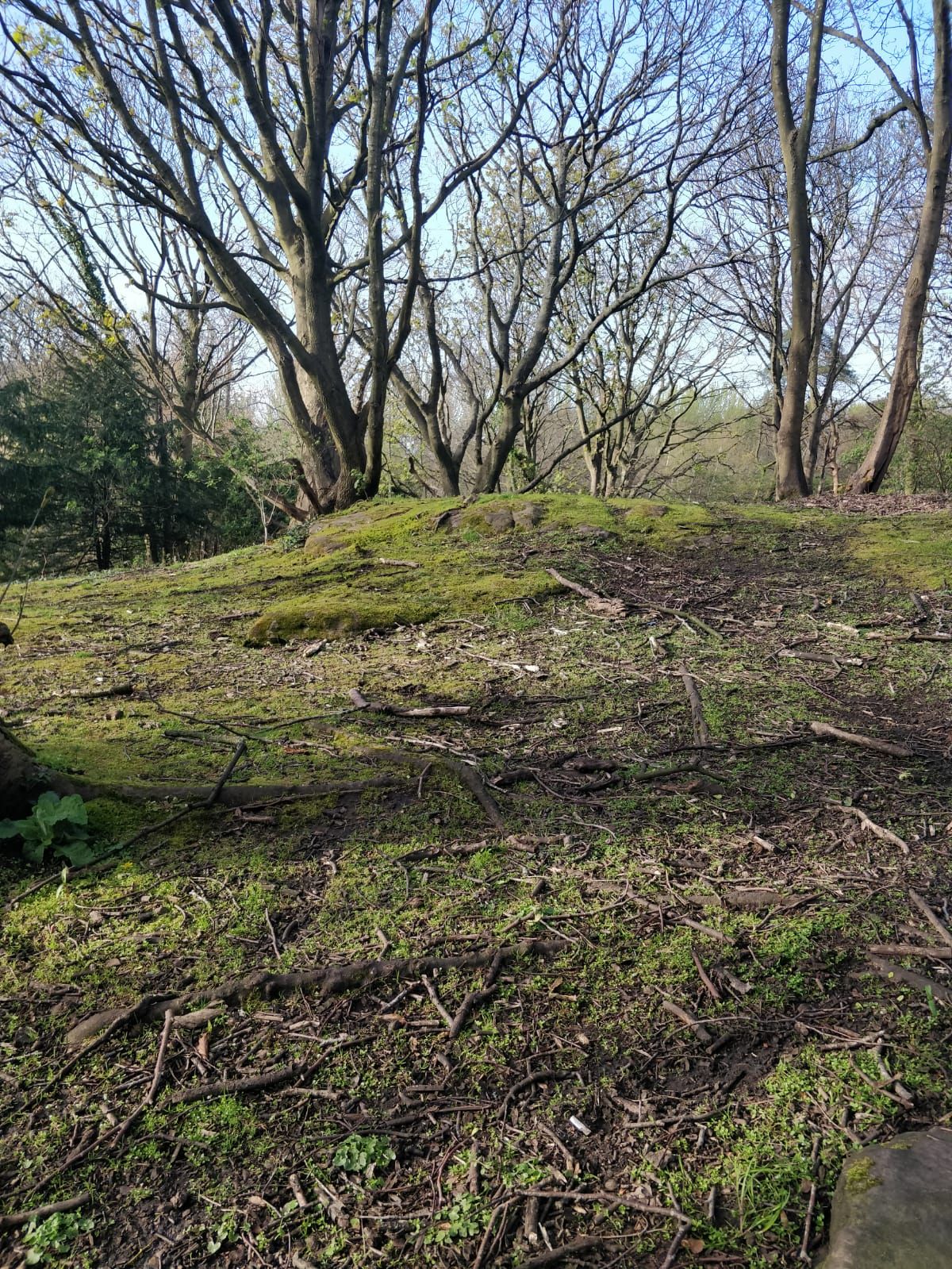 A view from Craigmillar woods with trees and rocks covered in moss